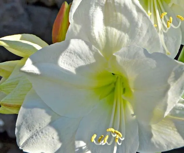 Casa Victor * La Orotava