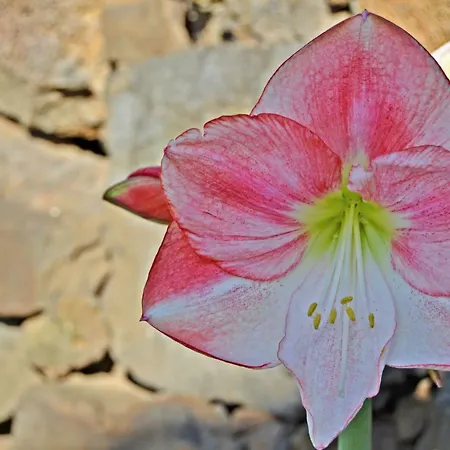Casa Victor La Orotava