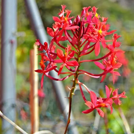 Casa Victor لا أوروتافا