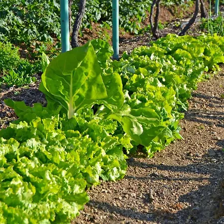 Casa Victor مزرعة للإقامة لا أوروتافا