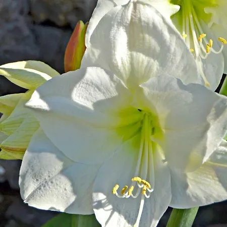 Casa Victor * La Orotava