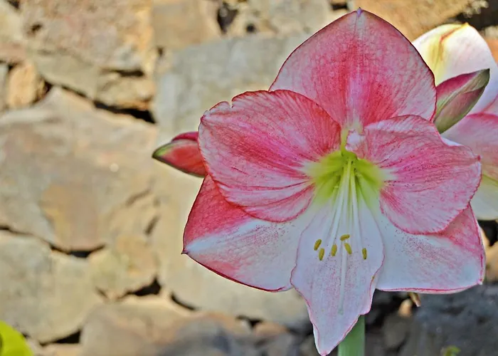 Casa Victor Ля Оротава