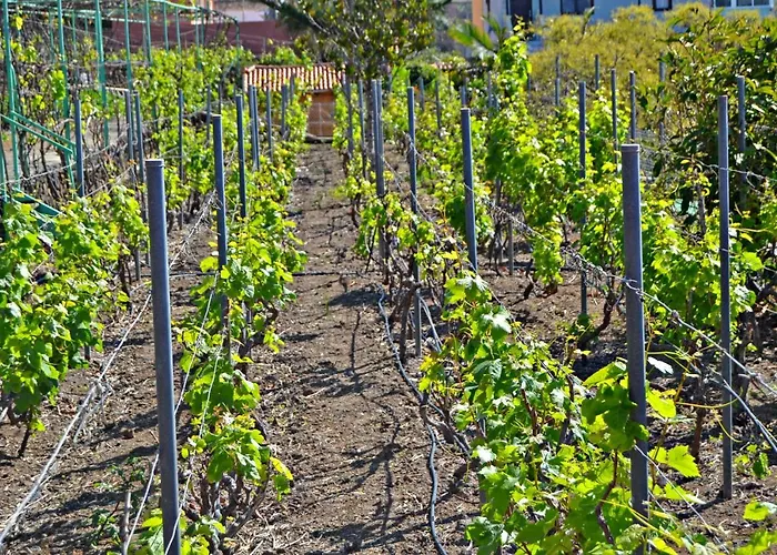 Farmház Casa Victor *