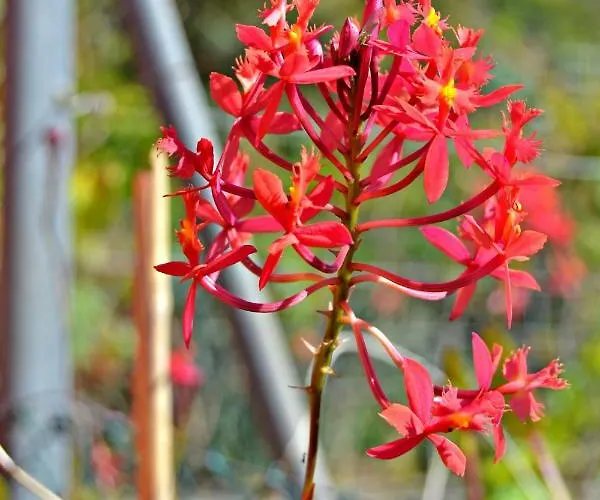 Casa Victor La Orotava