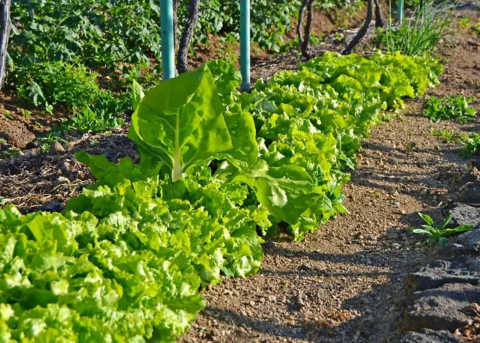 Casa Victor Farm stay La Orotava